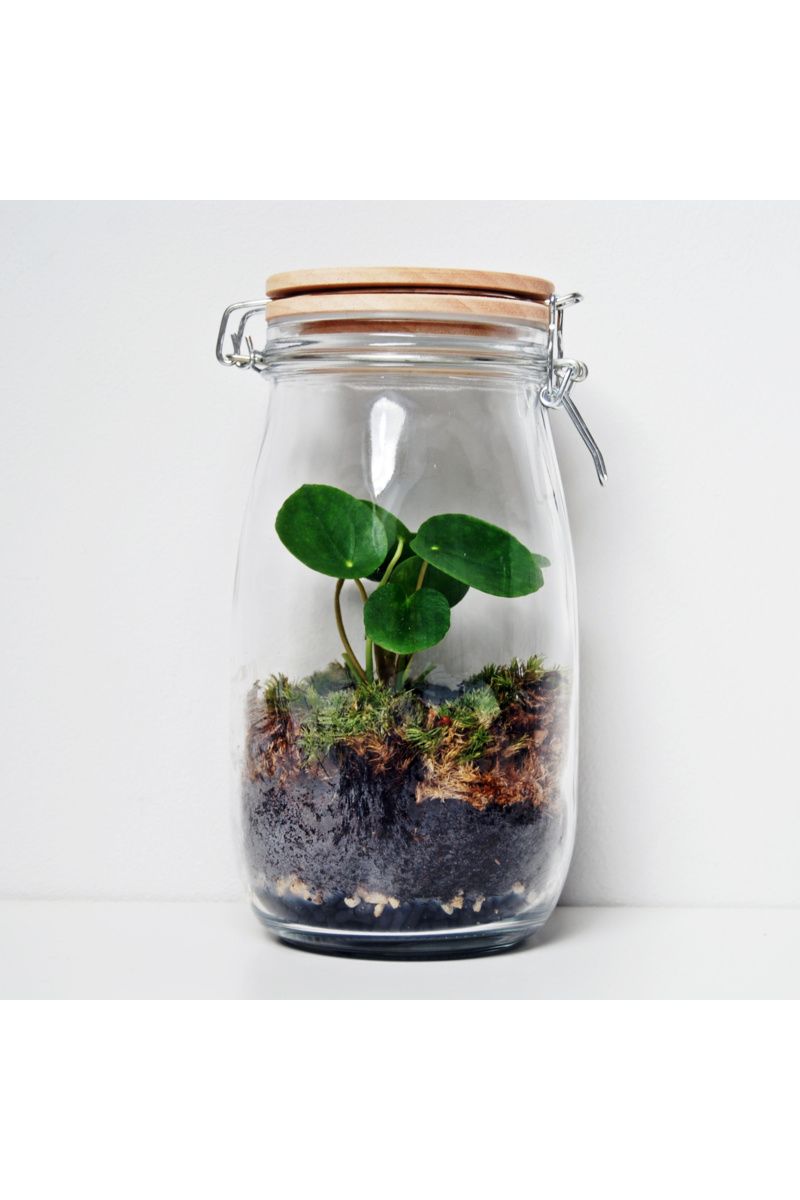 Bloosom pot Pilea 