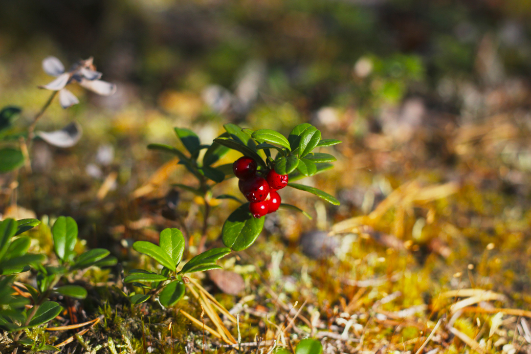 finnish lapland