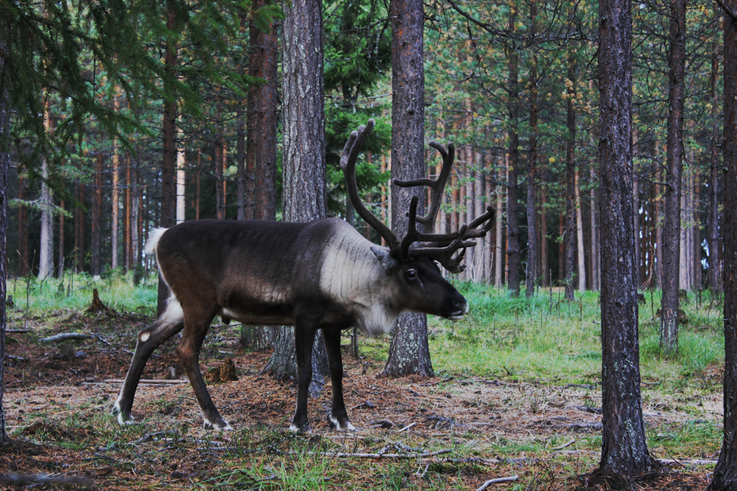 finnish lapland