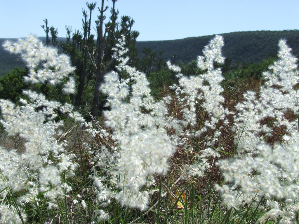 hogsback travel south africa