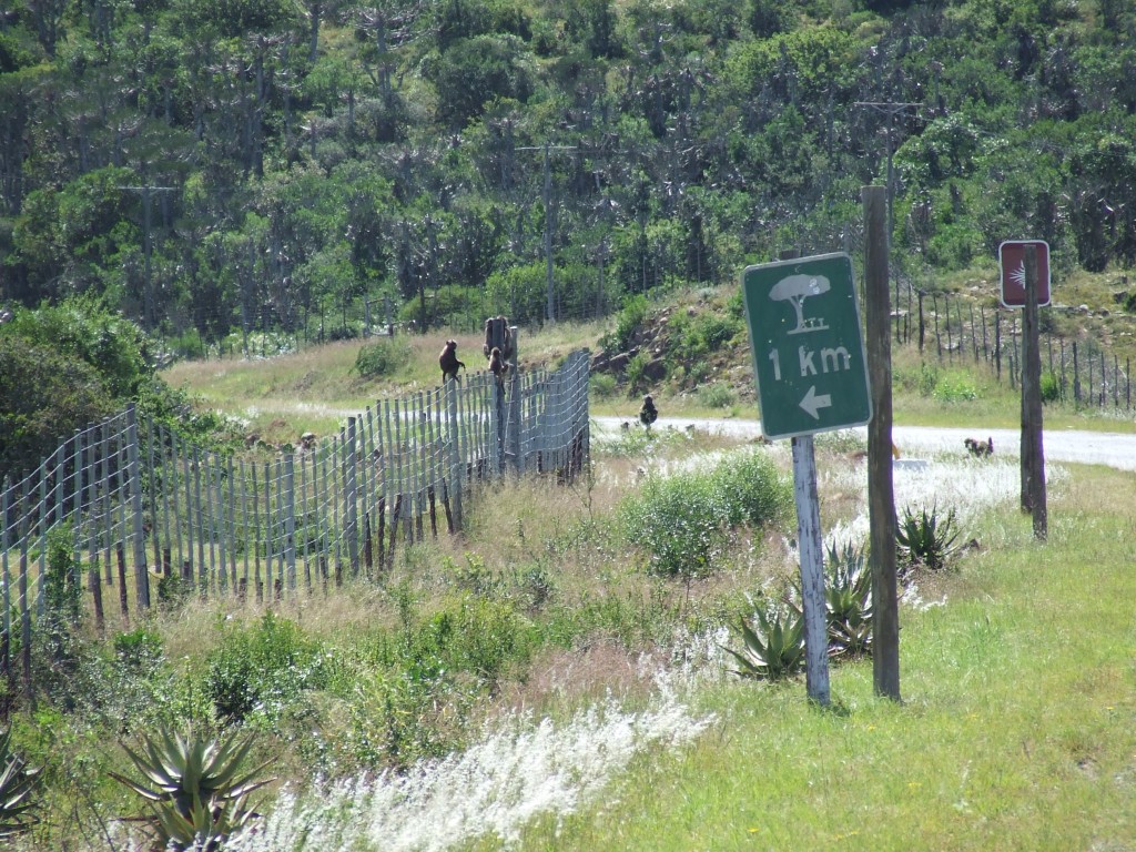 hogsback travel south africa