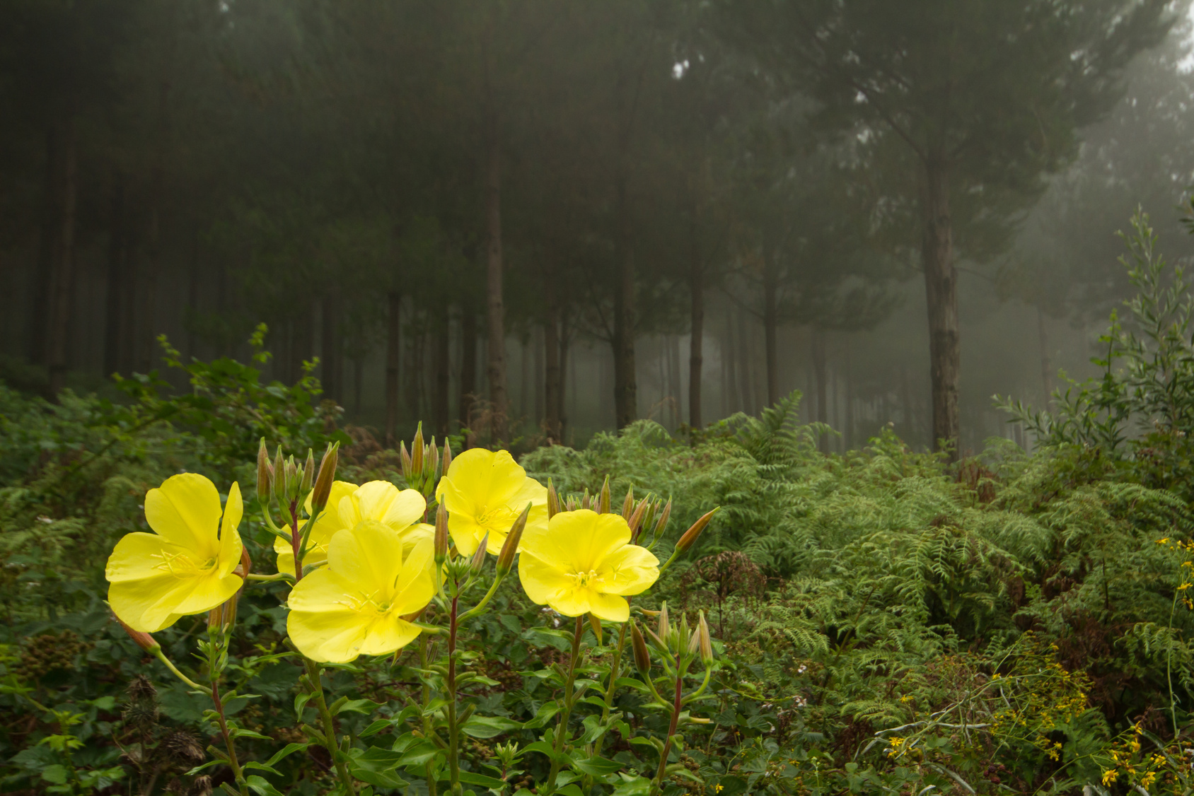 hogsback travel south africa